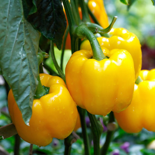'Yellow Bell' Sweet Pepper Plants Vegetables