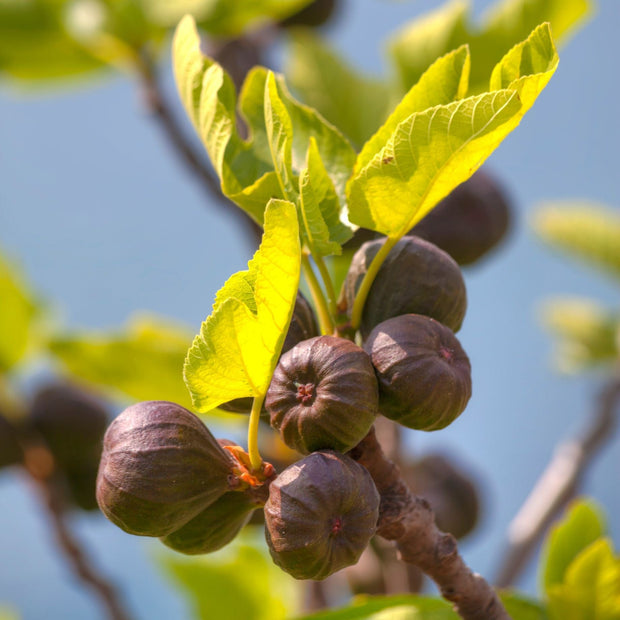 'Violette Dauphine' Fig Tree Mediterranean Fruit Trees