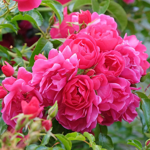'Flower Carpet Pink' Carpet Rose Shrubs