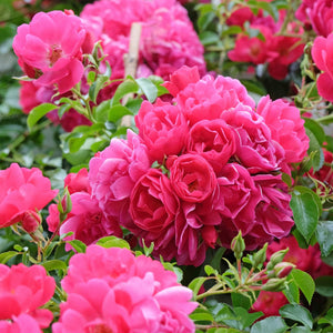 'Flower Carpet Pink' Carpet Rose Shrubs