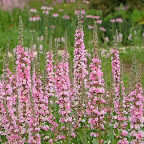 Lythrum salicaria 'Blush' Perennial Bedding