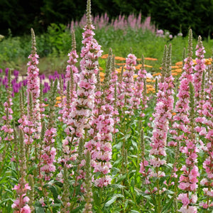 Lythrum salicaria 'Blush' Perennial Bedding
