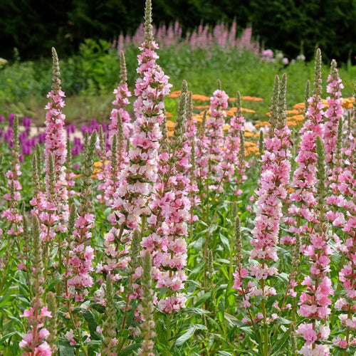 Lythrum salicaria 'Blush' Perennial Bedding