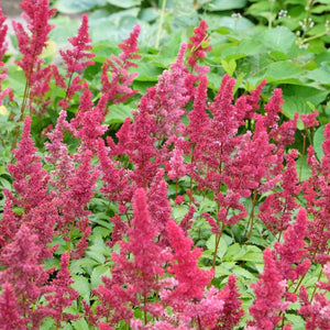 Astilbe 'Fanal' Perennial Bedding