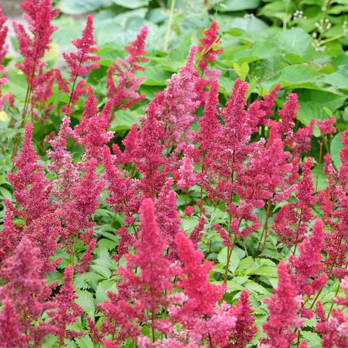 Astilbe 'Fanal' Perennial Bedding