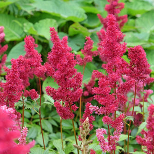 Astilbe 'Fanal' Perennial Bedding