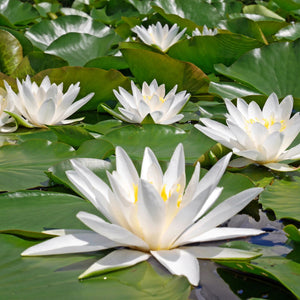 White Water Lily | Nymphaea 'Alba' Pond Plants