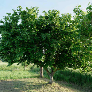 'Cosford' Hazelnut Tree | Corylus avellana Fruit Trees