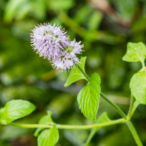 Water Mint | Mentha aquatica Pond Plants