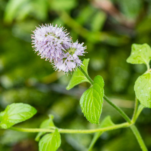 Water Mint | Mentha aquatica Pond Plants