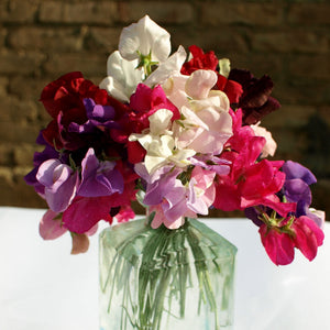 Spencer Sweet Pea Collection Annual Bedding