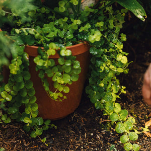 Creeping Jenny | Lysimachia nummularia Pond Plants