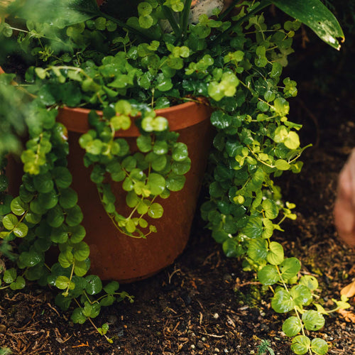 Creeping Jenny | Lysimachia nummularia Pond Plants