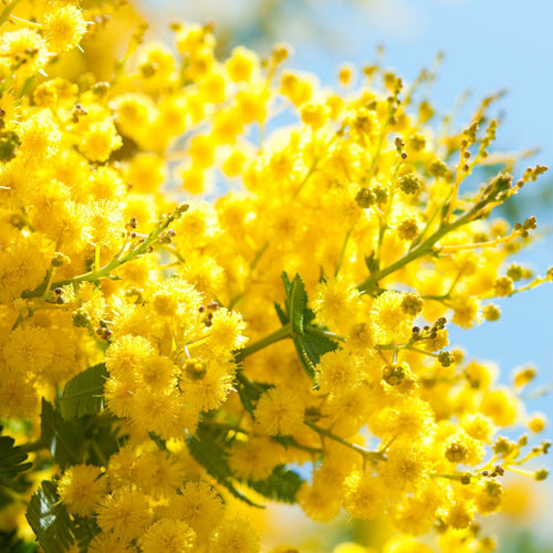 Golden Mimosa Tree | Acacia dealbata Ornamental Trees