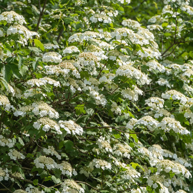 Guelder Rose Hedging | Viburnum opulus Shrubs
