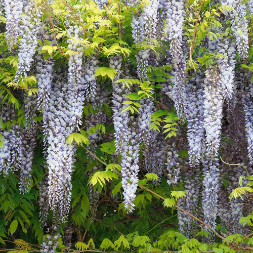 Japanese Wisteria | Wisteria floribunda Climbing Plants
