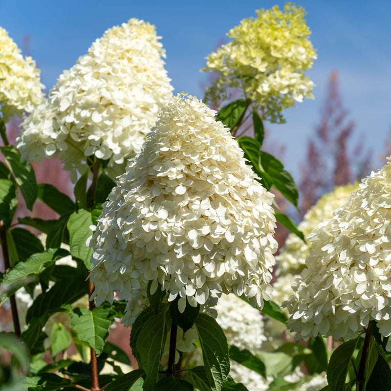 Hydrangea paniculata 'Phantom' Shrubs