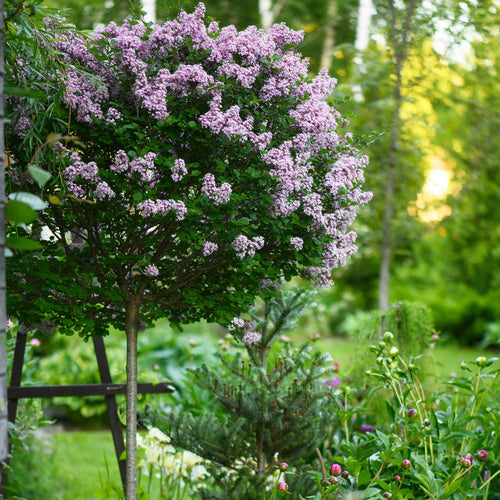 Patio Lilac Tree | Syringa meyeri 'Palibin' Shrubs
