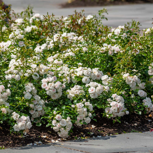 'Iceberg' Bush Rose Shrubs