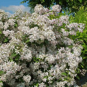 Deutzia 'Mont Rose' Shrubs