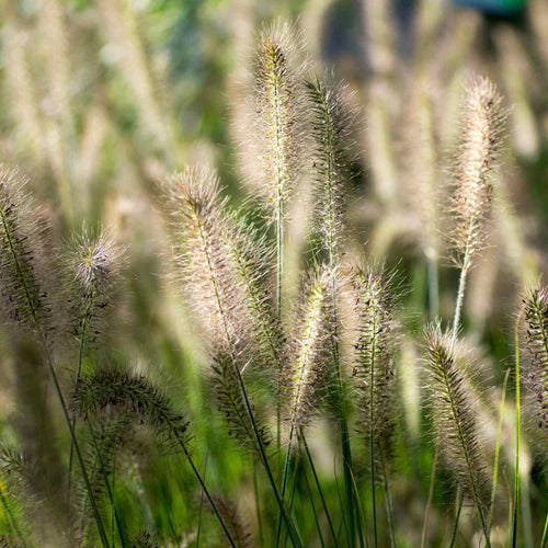 Chinese Fountain Grass | Pennisetum alopecuroides Perennial Bedding