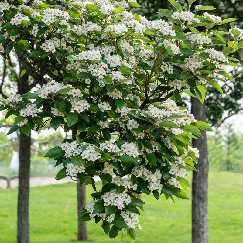 Broad-Leaved Cockspur Thorn Tree | Crataegus persimilis 'Prunifolia' Ornamental Trees