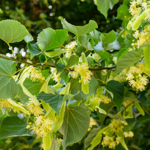Large-leaved Lime Tree | Tilia platyphyllos Ornamental Trees