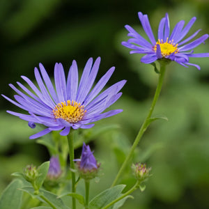 Aster × frikartii 'Mönch' Perennial Bedding