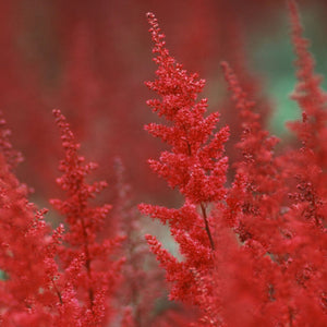 Astilbe 'Fanal' Perennial Bedding