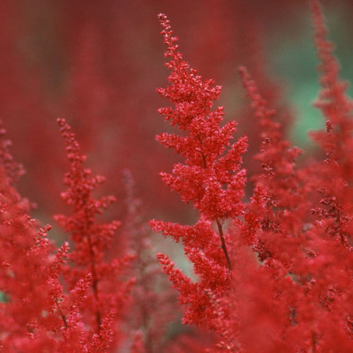 Astilbe 'Fanal' Perennial Bedding