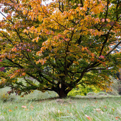 'Pandora' Cherry Blossom Tree | Prunus padus Ornamental Trees