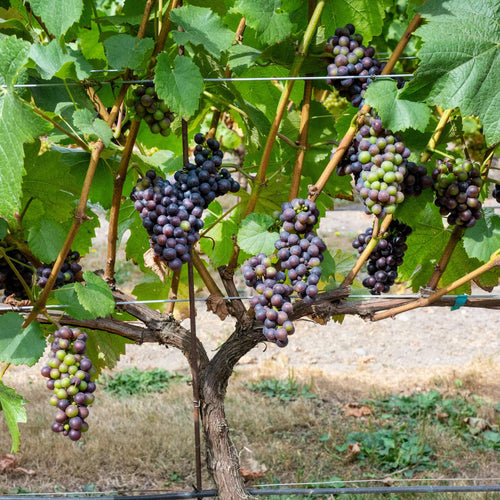 'Maréchal Foch' Outdoor Grape Vine Soft Fruit