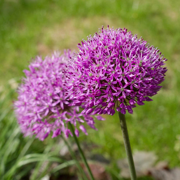 Allium cristophii Perennial Bedding