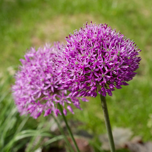Allium cristophii Perennial Bedding