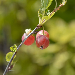 'Captivator' Gooseberry Bush Soft Fruit