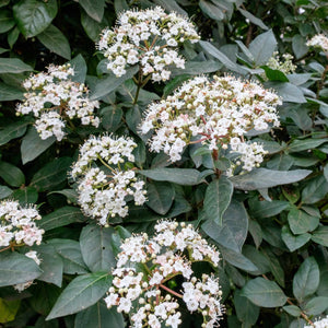 Viburnum tinus 'Eve Price' Shrubs