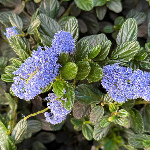 Patio Californian Lilac Tree | Ceanothus 'Victoria' Shrubs