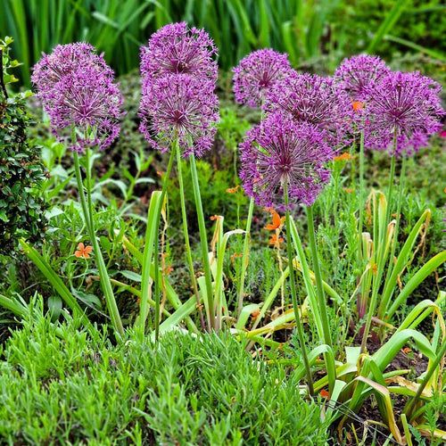 Allium cristophii Perennial Bedding