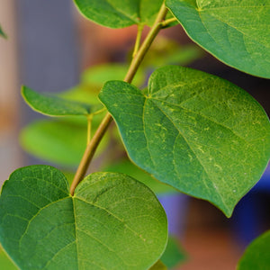 Eastern Redbud Tree | Cercis canadensis Ornamental Trees
