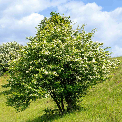 Common Hawthorn Tree | Crataegus monogyna Ornamental Trees