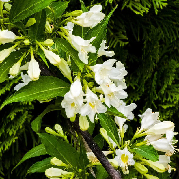 Weigela 'Candida' Shrubs