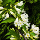 Weigela 'Candida' Shrubs