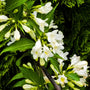 Weigela 'Candida' Shrubs