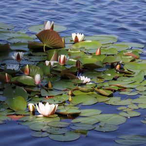 White Water Lily | Nymphaea 'Alba' Pond Plants