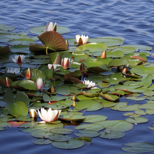 White Water Lily | Nymphaea 'Alba' Pond Plants