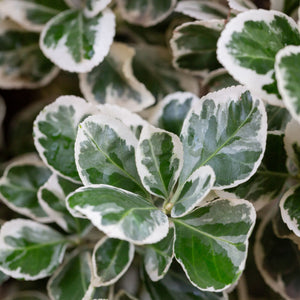 Euonymus fortunei 'Emerald Gaiety' Shrubs