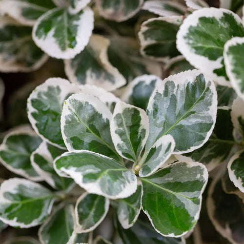 Euonymus fortunei 'Emerald Gaiety' Shrubs