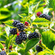 'Adrienne' Blackberry Plant Soft Fruit