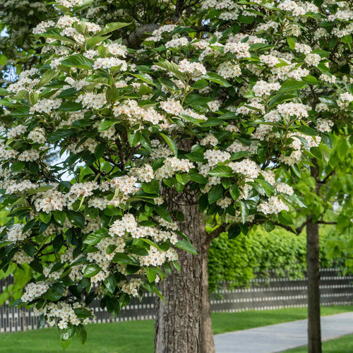 Broad-Leaved Cockspur Thorn Tree | Crataegus persimilis 'Prunifolia' Ornamental Trees