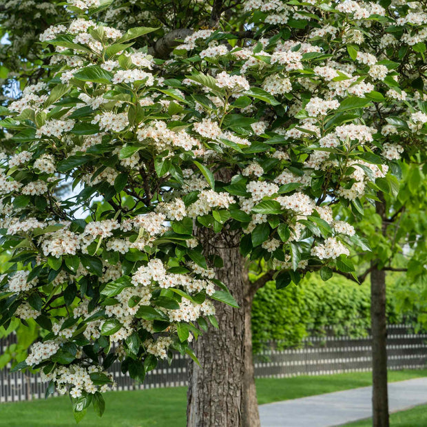 Broad-Leaved Cockspur Thorn Tree | Crataegus persimilis 'Prunifolia' Ornamental Trees